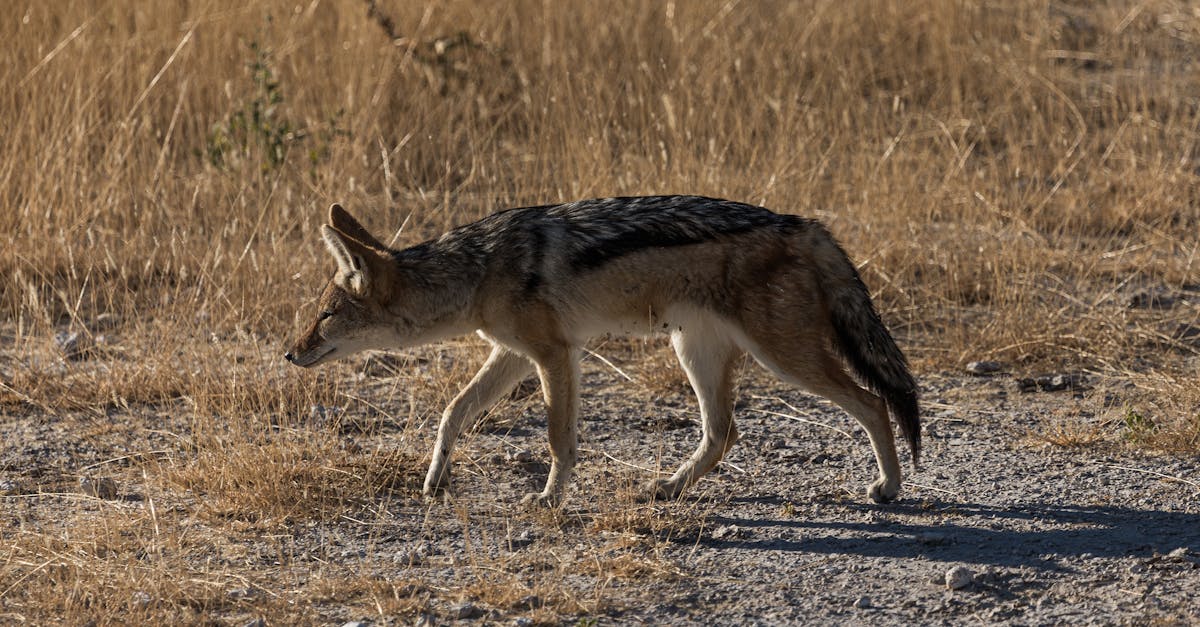 découvrez l'importance d'un comportement prudent dans la vie quotidienne et comment il peut vous aider à prendre de meilleures décisions, éviter les dangers et assurer votre sécurité.
