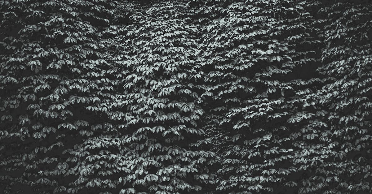 découvrez notre article sur la couverture, explorant son importance, ses types et ses avantages pour une protection optimale. que vous soyez intéressé par l'assurance, les médias ou d'autres formes de couverture, nous vous fournissons des informations clés pour mieux comprendre ce concept essentiel.